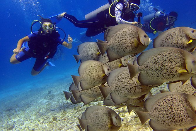 Diving in the Mexican Caribbean for Beginners | 2 Tanks 2 Dives | All Inclusive - The natural reef brings the marine life