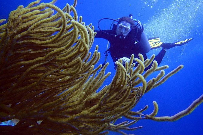 Diving in the Mexican Caribbean for Beginners | 2 Tanks 2 Dives | All Inclusive - What the price includes, and what it does not
