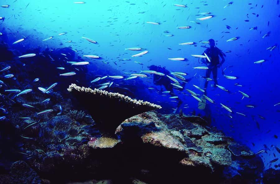 Diving in the North with Blue World Adventures - Language, safety, and confidence in the water