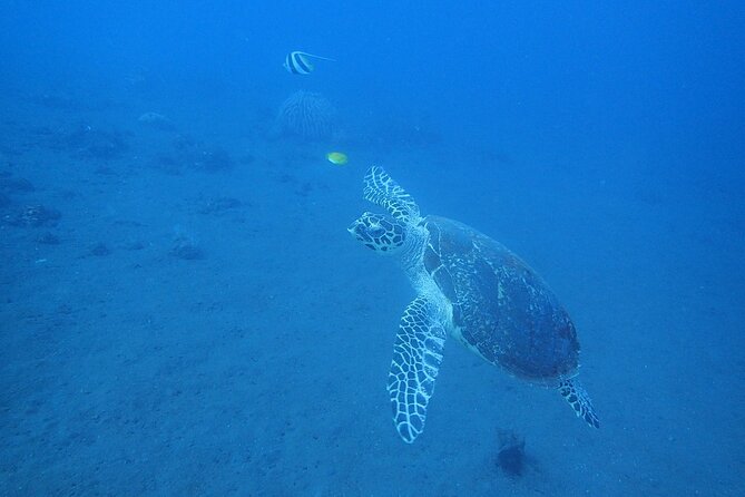 Diving in Tulamben - The afternoon session and the marine life beyond the wreck