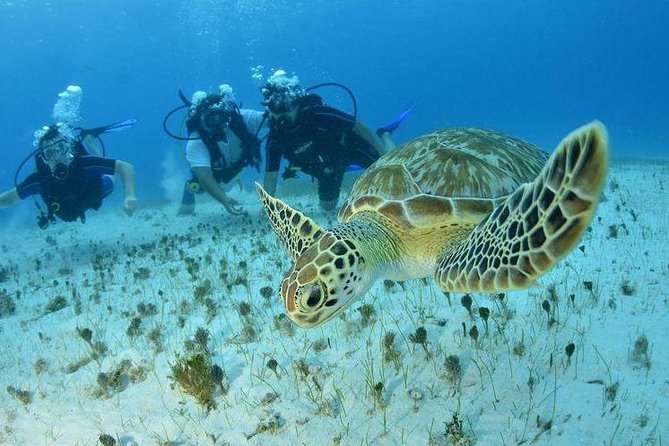 Diving + Muse - Weather and cancellation rules need attention