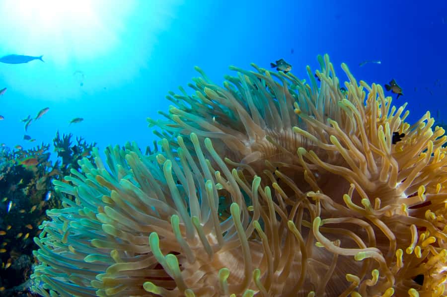 Diving Santa Marta & Tayrona for Certified Divers (2 tanks) - Coral formations and marine life around Tayrona