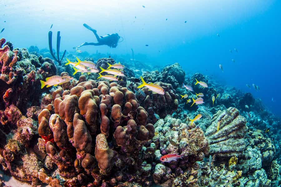 Diving Santa Marta & Tayrona for Certified Divers (2 tanks) - What to bring and how to prepare