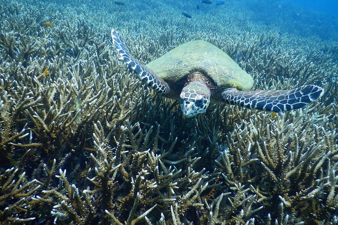 Diving Tour for Certified Divers: Sail Rock or Koh Tao - Four details that shape the day