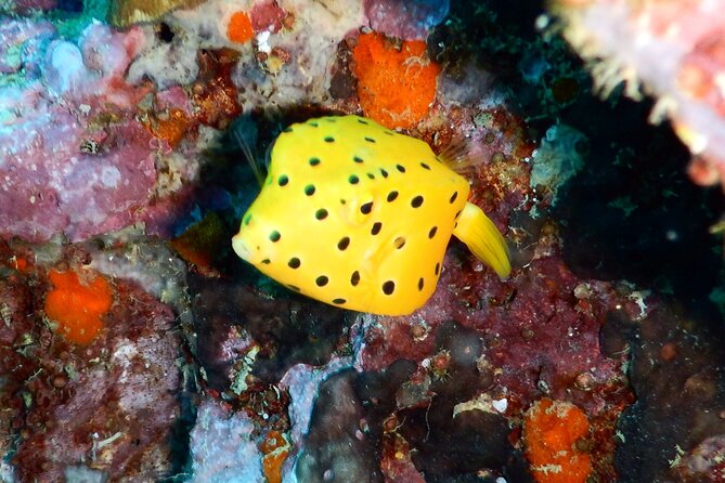 Diving Tour for Certified Divers: Sail Rock or Koh Tao - Why this Koh Samui trip is worth considering