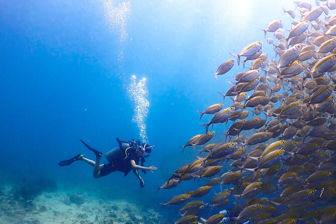 Diving Tour for Certified Divers: Sail Rock or Koh Tao - The boat ride and weather matter