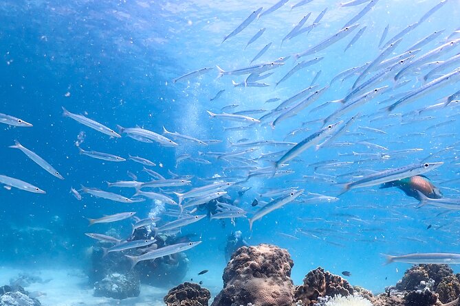 Diving Tour for Certified Divers: Sail Rock or Koh Tao - What the small-group format means