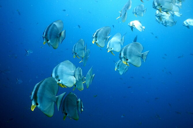 Diving Tour for Certified Divers: Sail Rock or Koh Tao - The practical rhythm of the day