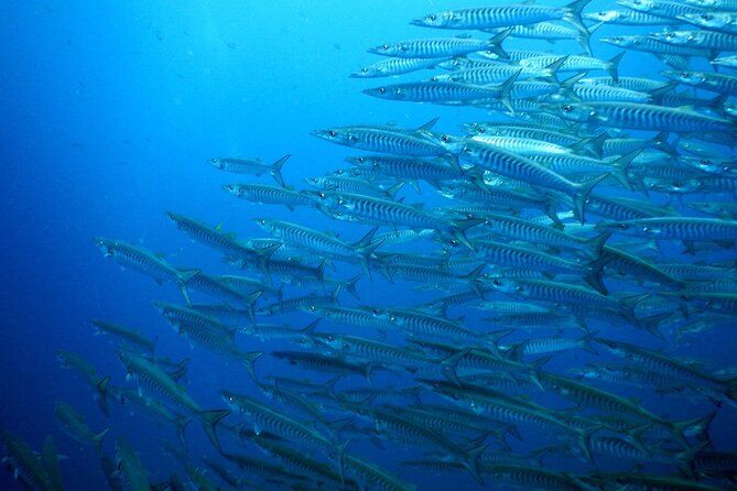 Diving Tour for Certified Divers: Sail Rock or Koh Tao - Who will get the most from this trip
