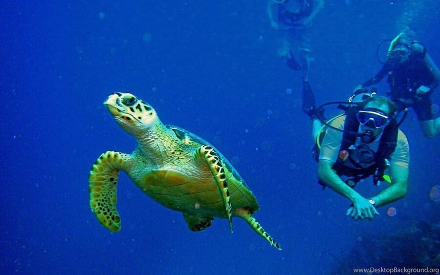 Diving Tour from Alanya & Side with Lunch - 2 Dives Included - The first session at 6 meters