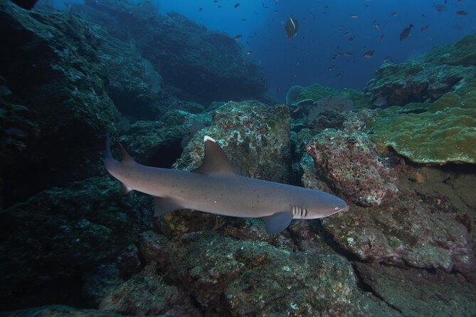 Diving tour in Isla del Caño for certified divers - Equipment, food, and the $186 price