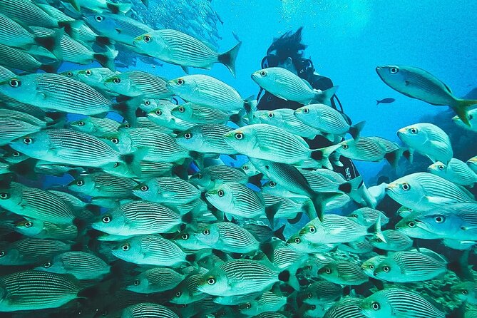 Diving tour in Isla del Caño for certified divers - What the small group changes underwater