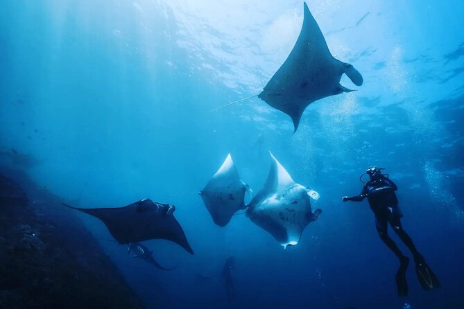 Diving with Manta Ray at Nusa Penida - Key points at a glance