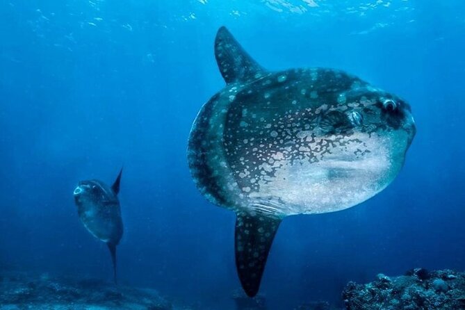 Diving with Manta Ray at Nusa Penida - Guides, drivers, and the human side of the trip