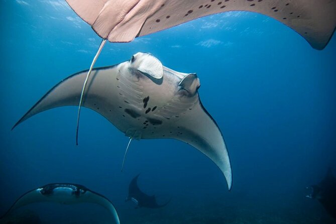 Diving with Manta Ray at Nusa Penida - The shared speedboat and first preparations