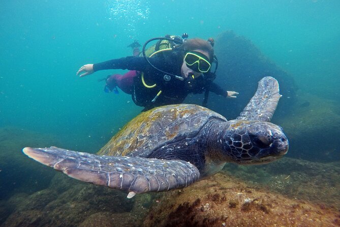 Diving with Turtles in Floripa - Starting at 8:00 at Marina Barra Náutica
