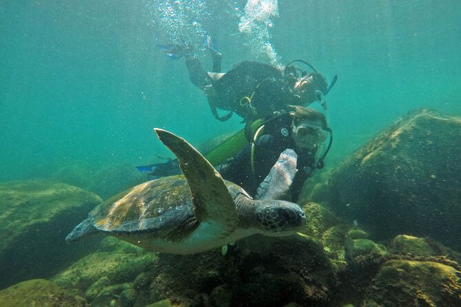 Diving with Turtles in Floripa - Is $97.82 good value?