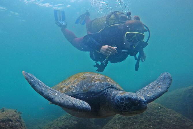 Diving with Turtles in Floripa - Why the briefing matters for first-timers