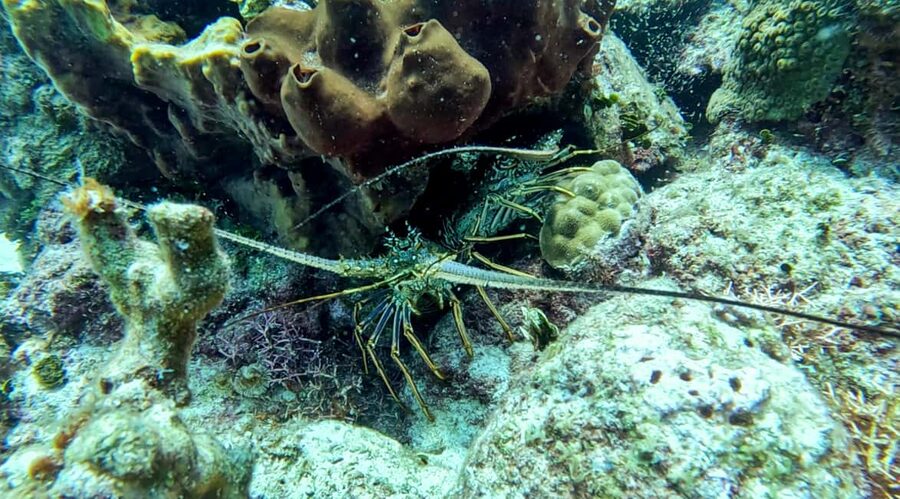 diving without a license catalina island from punta cana - Second stop: the Aquarium at 8 to 10 meters
