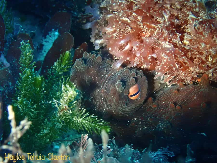 Double Boat Dive with Equipment - Key points at a glance