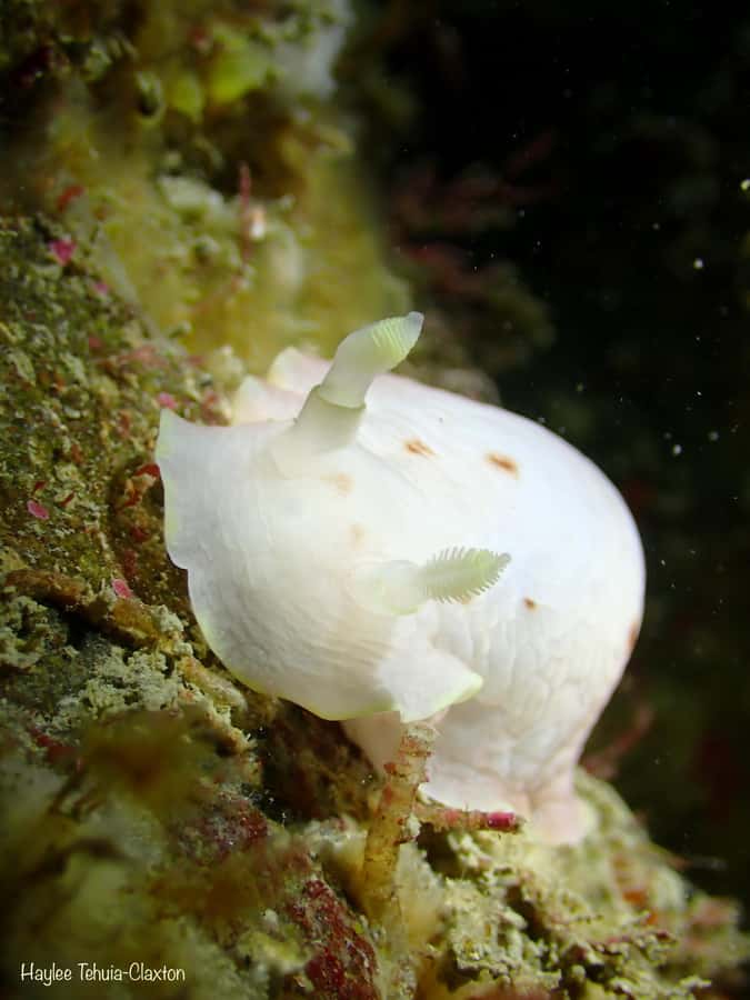 Double Boat Dive with Equipment - Small groups and the value of included equipment