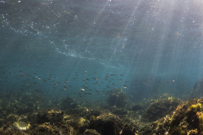 Double Discover Scuba Diving - Marine life along the Costa Brava