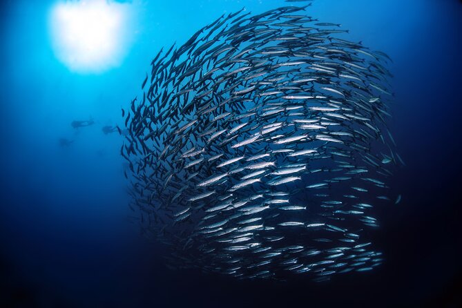 Double Dive Elba Island - Why Elba is a fine place for a scuba outing