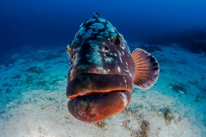 Double Dive Elba Island - Starting at 9 a.m. in Cavo