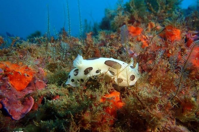 Double dive in the Algarve. Don't stop on the beach! - Equipment and certification rules