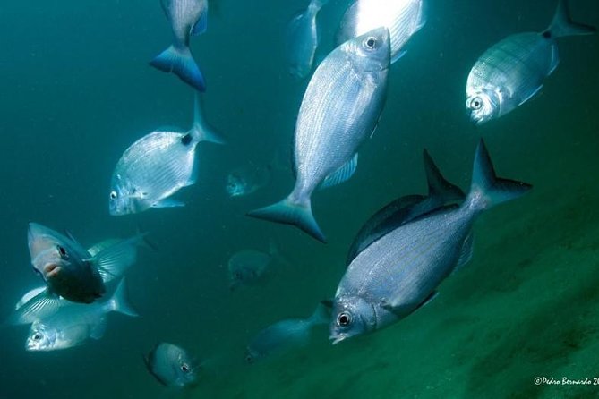 Double dive in the Algarve. Don't stop on the beach! - Who will enjoy this most