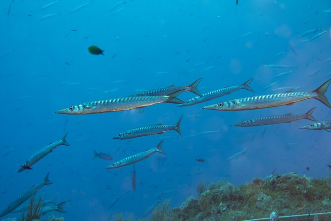 Double Dive in the Bay Park for certified divers - Why Baia’s sunken city is worth your time