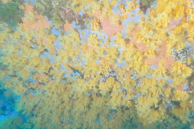 Double dive in the Capo Carbonara Marine Protected Area, for patents. - Key points to know before booking