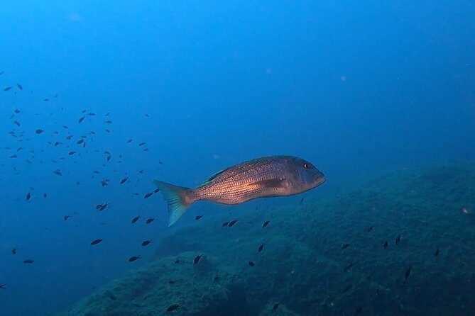 Double dive in the Capo Carbonara Marine Protected Area, for patents. - Why Capo Carbonara is worth seeing underwater