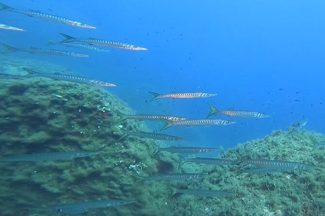 Double dive in the Capo Carbonara Marine Protected Area, for patents. - Guide support and safety in the water