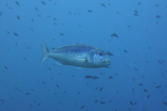 Double dive in the Capo Carbonara Marine Protected Area, for patents. - Equipment rental and nitrox details