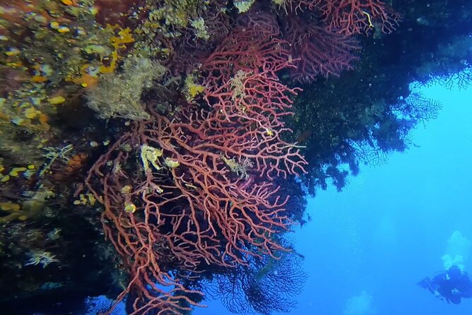 Double dive in the Capo Carbonara Marine Protected Area, for patents. - Who should choose this trip