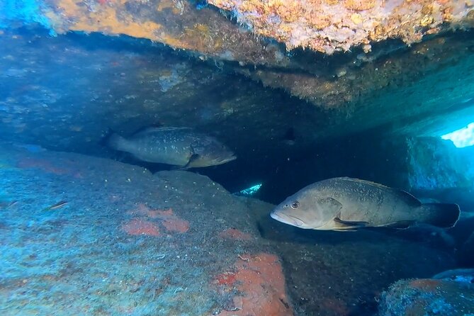 Double dive in the Capo Carbonara Marine Protected Area, for patents. - Timing, pickup, and practical comfort
