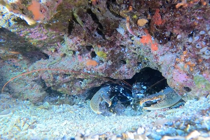 Double dive in the Capo Carbonara Marine Protected Area, for patents. - What the morning and afternoon trips are like