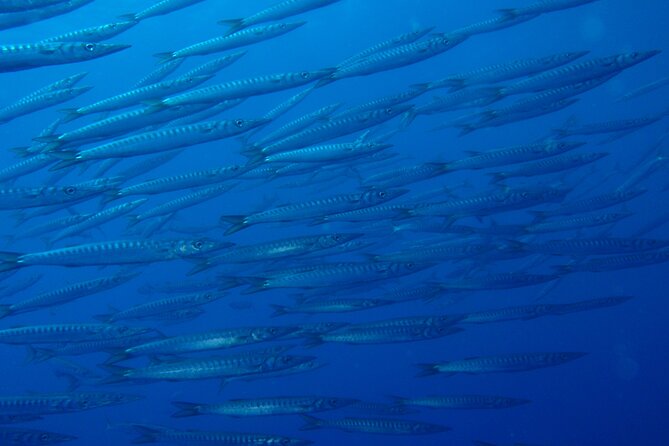 Double dive in the Punta Campanella Marine Protected Area - What $180.62 Buys You