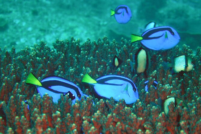 Double Dive to South Solitary Island Coffs Harbour - The first underwater session and guide support