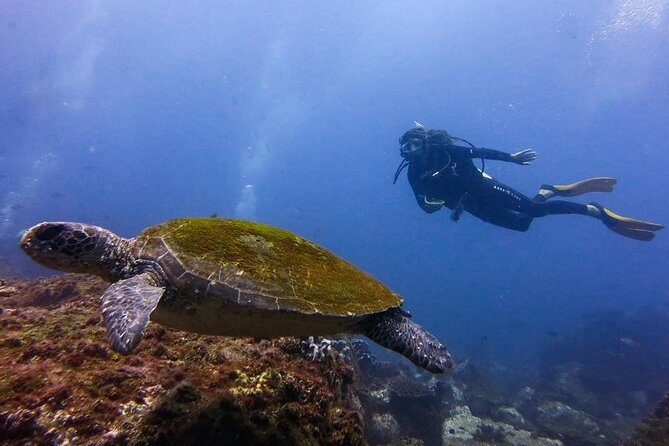 Double Dive to South Solitary Island Coffs Harbour - Is $182.90 good value?