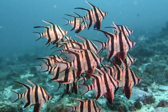 Double Dive to South Solitary Island Coffs Harbour - Who should book this Coffs Harbour outing?