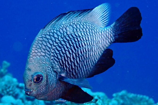 Double Diving Adventure Exploration for Certified Divers - Equipment and boat quality matter more than fancy extras