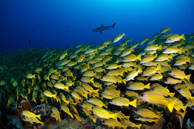 Double Diving Adventure Exploration for Certified Divers - What the morning feels like from start to finish