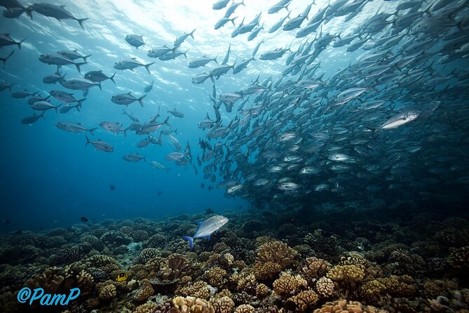 Double Diving Adventure Exploration for Certified Divers - The price is fair if you want a serious half-day outing