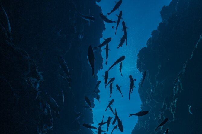 Double Diving Adventure Exploration for Certified Divers - Weather and cancellation rules deserve attention