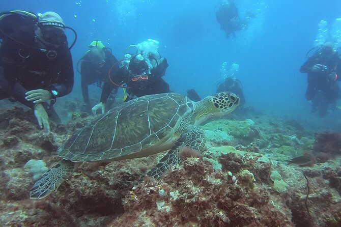 Double Diving in Sal Island - Half Day - Visibility from 33 to 131 feet