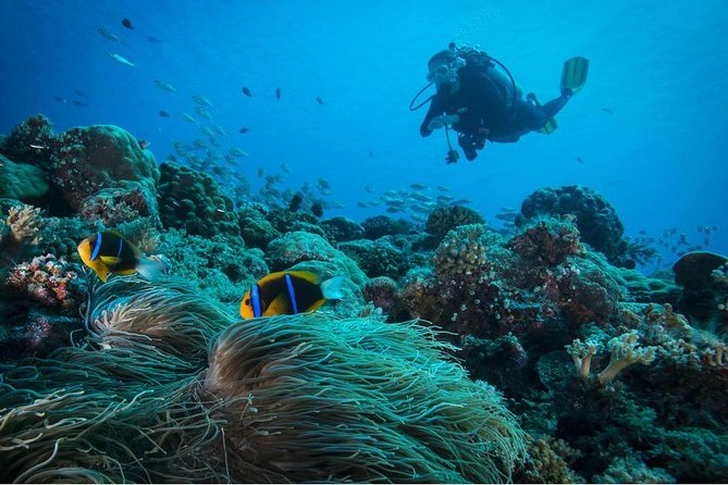 Double dream dive on a Maritime Reserve - Equipment, Transfers, and Personal Attention