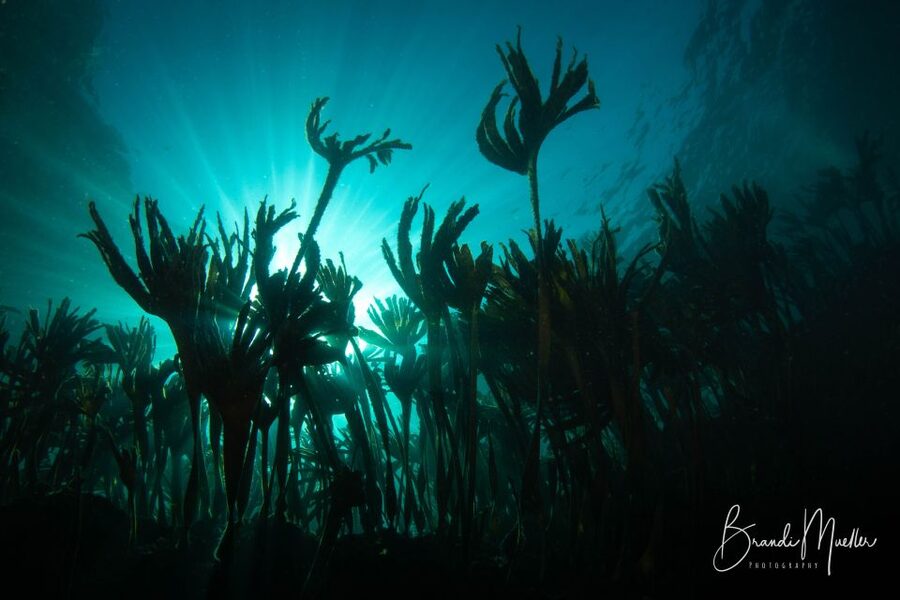 Double Scuba Dive on a Marine Reserve - Key things to know before booking