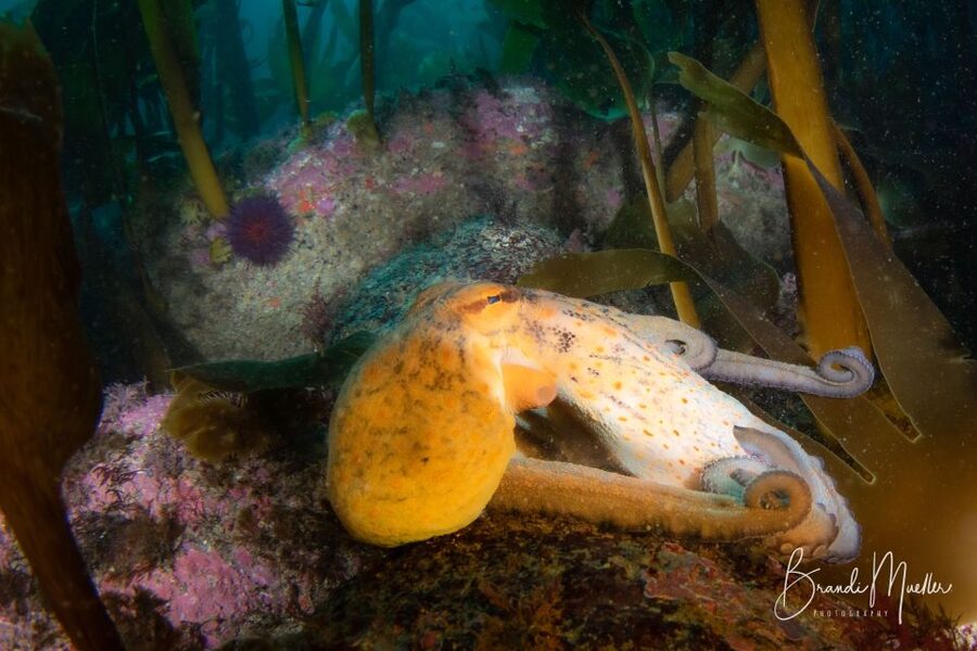 Double Scuba Dive on a Marine Reserve - Is $176 a fair price?